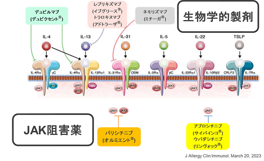  分子標的薬（生物学的製剤とJAK阻害薬）のイメージ画像